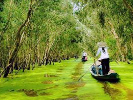 Khám phá vẻ đẹp tự nhiên tuyệt vời tại Rừng Tràm Trà Sư